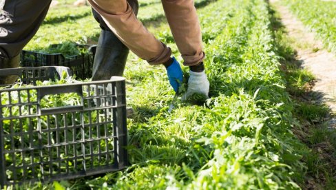 POVRĆE KOJE DONOSI ODLIČNU ZARADU: Zasadite ovo i zaradite 2.000 dinara po kilogramu