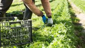 СКУПА САЛАТА КОЈА УСПЕВА И У СРБИЈИ: Можете сами да је гајите, семе је јефтино - тражи само једно