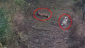 PRIZOR IZ SRPSKOG SELA: Pas i lisica drugari - maze se i igraju (VIDEO)