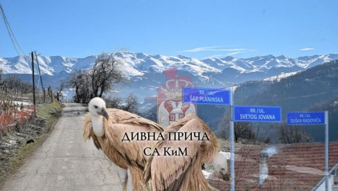RETKI KAO SRBI NA KiM I NE NAPUŠTAJU SVOJU ŠAR-PLANINU: Bio je lak plen za zveri, nije mogao da leti, ali to nije bio kraj RETKI KAO SRBI NA KiM I NE NAPUŠTAJU SVOJU ŠAR-PLANINU: Bio je lak plen za zveri, nije mogao da leti, ali to nije bio kraj