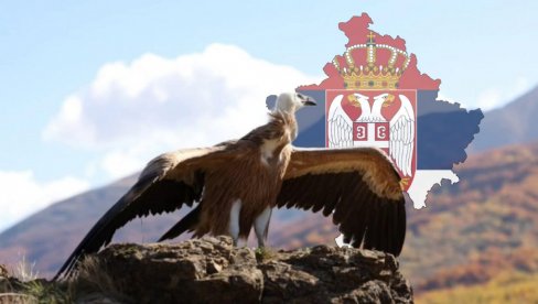 VELIČANSTVENO: Beloglavi sup ponovo leti iznad KiM - opet gospodari nebom iznad Šar-planine (FOTO/VIDEO) VELIČANSTVENO: Beloglavi sup ponovo leti iznad KiM - opet gospodari nebom iznad Šar-planine (FOTO/VIDEO)