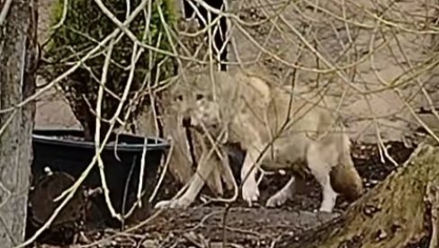 VUČICA TEŠKO PRIHVATILA DA GA VIŠE NEMA: Uginuo stari vuk Tarzan, legenda zoološkog vrta VUČICA TEŠKO PRIHVATILA DA GA VIŠE NEMA: Uginuo stari vuk Tarzan, legenda zoološkog vrta