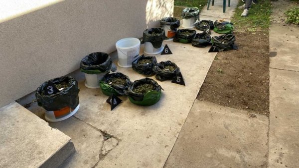 „ПАО“ СА ДЕВЕТ КИЛОГРАМА МАРИХУАНЕ: Ухапшен 56-годишњи мушакцарац у Великој Плани