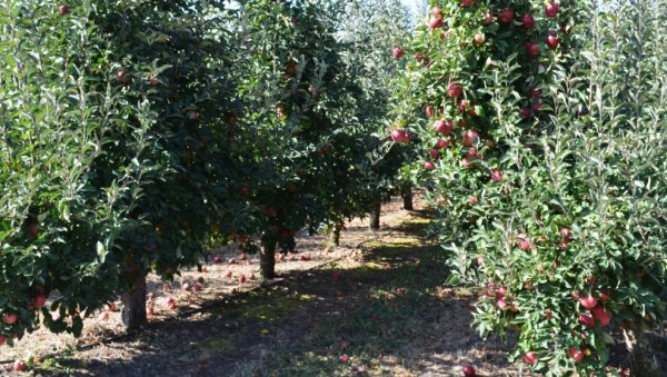 МРАЗ „ОБРАО“ ПОЛА РОДА: Најтежа година за узгајиваче јабука из јужног Баната, штете и до 95 посто