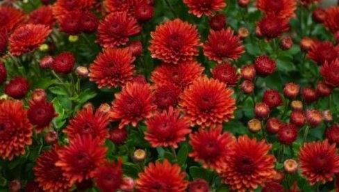 OTKRIVAMO TAJNU ISKUSNIH VRTLARA! Prašak za pecivo je neverovatan za baštu i cveće