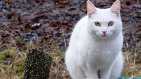 КАДА ВАМ БЕЛА МАЧКА ПРЕЂЕ ПУТ: Према сујеверју, добијате важан знак, треба да станете и урадите ово