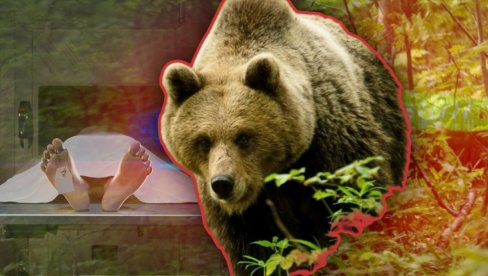 У ПОМОЋ ЗОВУ ВОЈНИКЕ И ПОЛИЦАЈЦЕ: Медведи убили 13 људи у 25 - ситуација алармантна, Јапанци немају решење