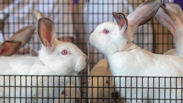 МЕСО ЈЕФТИНИЈЕ ОД ЈУНЕТИНЕ А КОРИСТЕ ГА У ЛУКСУЗНИМ РЕСТОРАНИМА: Отвара се прва фарма кунића у Србији