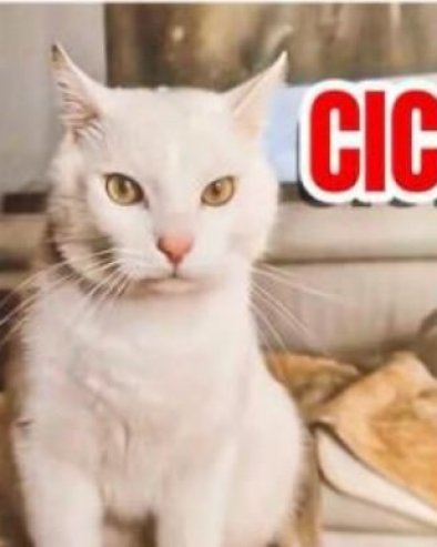 ЗА ЦИЦКА 1.000 ЕВРА: Нестао бели мачор на Вождовцу, власници нуде вредну награду