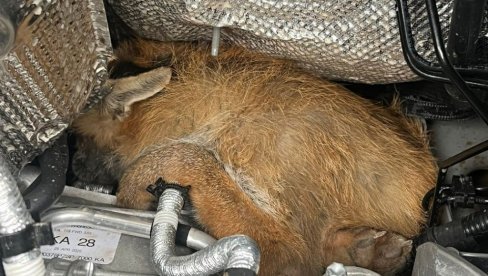 ZASVETLELA LAMPICA ZA KVAR MOTORA: Nećete verovati ŠTA je našao pod haubom (FOTO)