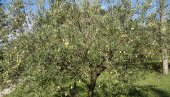 МАСЛИНАРИ У ХЕРЦЕГОВИНИ ЗАДОВОЉНИ ОВОМ ГОДИНОМ: Род одличан, уље врхунског квалитета