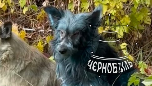 НЕВЕРОВАТНО: Откривено ЗАШТО су чернобиљски пси ПОПЛАВЕЛИ