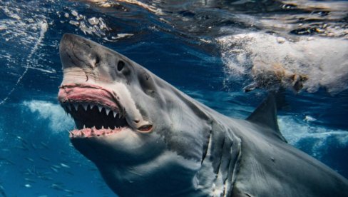 HOROR NAPAD AJKULE: Devojka stradala, mladić u kritičnom stanju prevezen u bolnicu, slučajni prolaznik ispao heroj