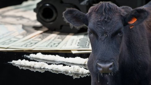 КОКАИНСКЕ КРАВЕ Како картели користе говеда за шверц дроге у Европу - препознали мане система и згрћу милионе на томе