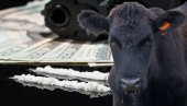 КОКАИНСКЕ КРАВЕ Како картели користе говеда за шверц дроге у Европу - препознали мане система и згрћу милионе на томе