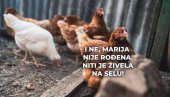 МАРИЈА ИХ ЈЕ ДОБИЛА: 4 милиона € за одовор шта мисле кокошке - а рођена је у граду