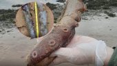 NAUČNICI U ČUDU: Neobični veliki pipci nađeni na obali (FOTO)
