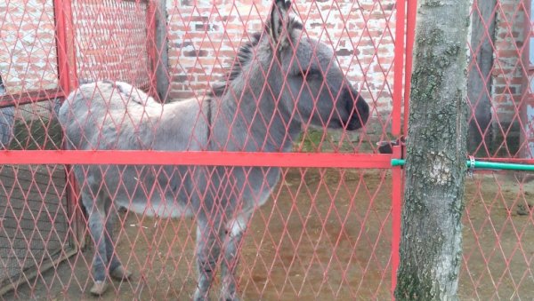 ПОЖАРЕВАЧКА ЕРГЕЛА, ЧУВЕНА ПО РАСНИМ ТРКАЧКИМ КОЊИМА, ПОНОСИ СЕ И УРЕЂЕНИМ МИНИ ЗОО-ВРТОМ Љубичево чека партнерку за Симу