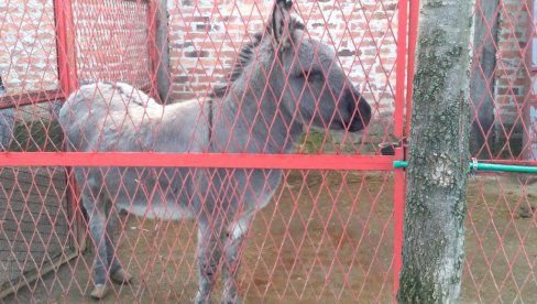 POŽAREVAČKA ERGELA, ČUVENA PO RASNIM TRKAČKIM KONJIMA, PONOSI SE I UREĐENIM MINI ZOO-VRTOM LJubičevo čeka partnerku za Simu