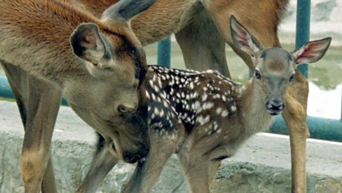 NIJE LANE, NI BAMBI: Znate li kako se zove mladunče košute?