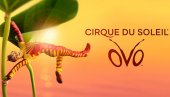 NOVOGODIŠNJA ČAROLIJA UZ CIRQUE DU SOLEIL: 20 odsto popusta na predstavu „OVO“