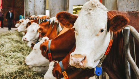 NA SASTANKU MINISTRA I POLJOPRIVREDNIKA DOGOVORENO: Neke mlekare povećaće cenu otkupa za pet dinara