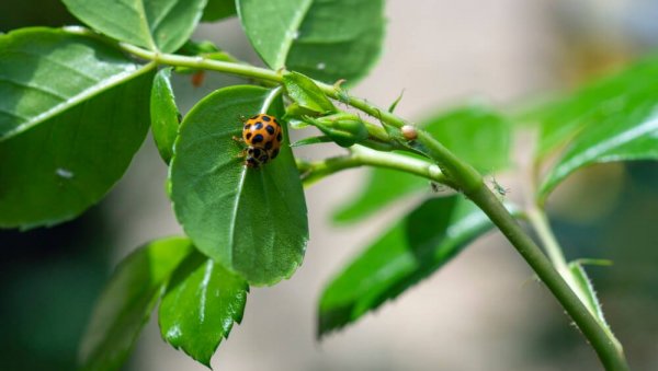 Пепео против биљних ваши - Као руком однесене!