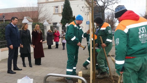 ГРАД ШАБАЦ НАБАВИП 445 САДНИЦА ЛИШЋАРА Допуну дрвореда у 34 улице