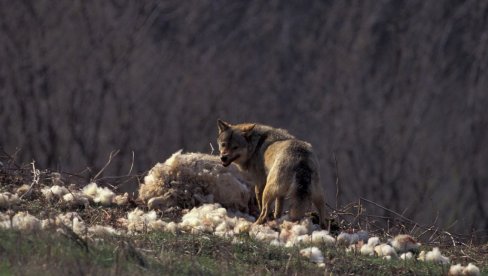 HAOS U ITALIJI: Zatvoren aerodrom - ušetala četiri vuka