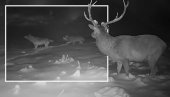 ЛОВЦИ СНИМИЛИ ДРАМУ Јелену се пришуњао чопор звери у завејаним брдима Словеније, а онда…