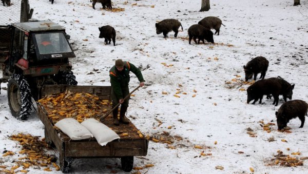 МИНУС УГРОЖАВА И ДИВЉАЧ: Корисницима ловишта наложено да обезбеде прихрану