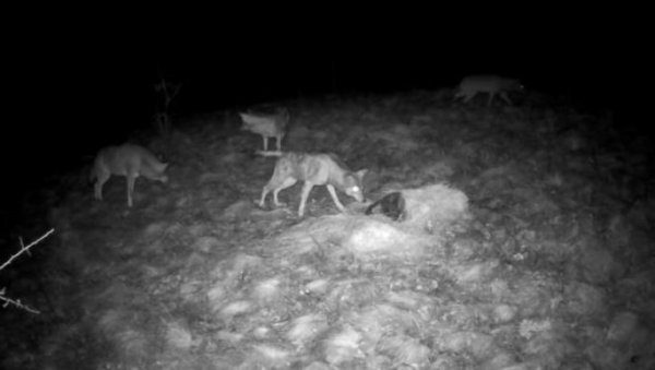 СНИМЉЕНИ ВУКОВИ КОД БОЈНИКА: Застрашујући призор на југу Србије (ВИДЕО)