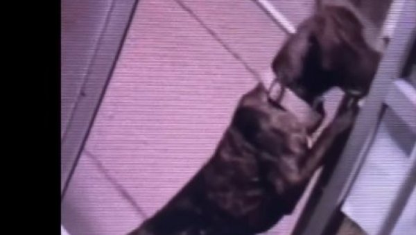 ХУДИНИ Пас побегао из склоништа на спектакуларан начин