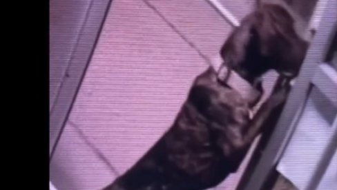 ХУДИНИ Пас побегао из склоништа на спектакуларан начин