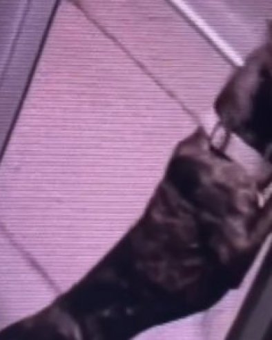 ХУДИНИ Пас побегао из склоништа на спектакуларан начин