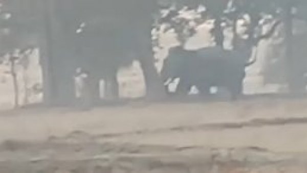 КРВАВИ ПОХОД: Слон убио 17 људи током празника, откидао им главе (ВИДЕО)