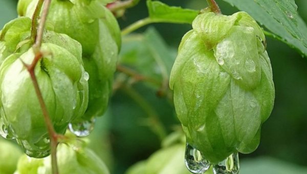 МАЛО МУКЕ, А МАЛО ЗАИНТЕРЕСОВАНИХ: Ова пољопривредна култура може да донесе зараду и до 15 хиљада евра - Сади се једном у 15 година!