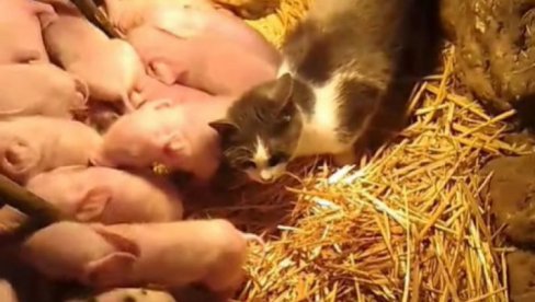 ČUDO NA SUVOJ PLANINI: Krmača oprasila čak 17! Mačka Mica dadilja prasićima - ne odvaja se od mladih (VIDEO)