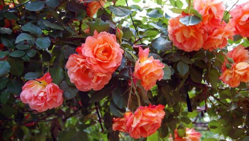 ŠTA TREBA URADITI SA RUŽAMA DO KRAJA JANUARA, KAKO BI CVETALE NA PROLEĆE? Vrlo je jednostavno