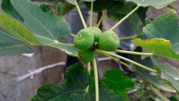 ЧУДО ИЗ ПРИРОДЕ: Зашто дијабетичари све чешће пију баш овај чај