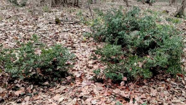 ПОГРЕБНИ ВЕНЦИ УГРОЗИЛИ КОСТРИКУ: Жбуње на Вршачким планинама опоравља се после деценијске неконтролисане сече