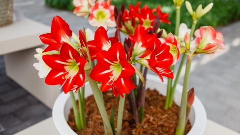 КАКО СЕ АМАРИЛИС НЕГУЈЕ ТОКОМ ЗИМЕ? 5 корака до раскошних цветова који ће вам красити дом