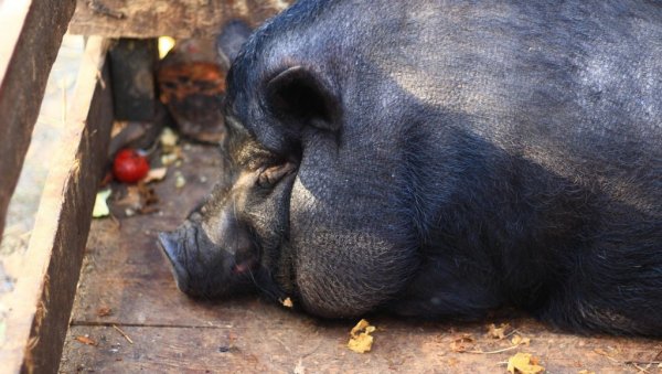 ПРЕЛАЗЕ НА ЦРНЕ СВИЊЕ: Зашто је дошло до ове промене у производњи меса?