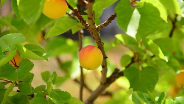 ПРОРЕЂИВАЊЕ ПЛОДА КАЈСИЈЕ: Све оно што нисте знали, а корисно је да знате