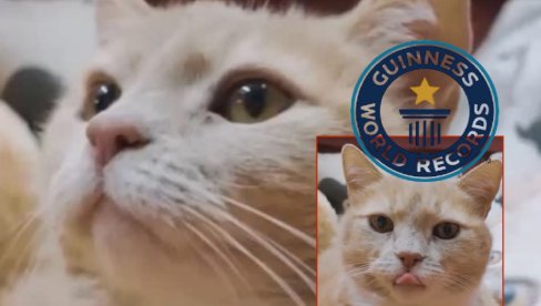 NAJSTARIJI MAČAK NA SVETU: Jilpi rođen početkom 90-ih, čeka ga Ginisova knjiga rekorda (VIDEO)