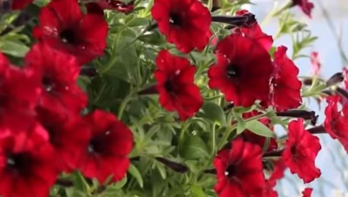 SADA JE PRAVO VREME: Početak februara je idealan da posadite ovo cveće