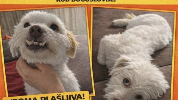 ЗА ЛУМИ НУДЕ 1.000 ЕВРА: Нестао пас у центру, власница мезимца ономе ко га буде пронашао обезбеђује вредну новчану награду