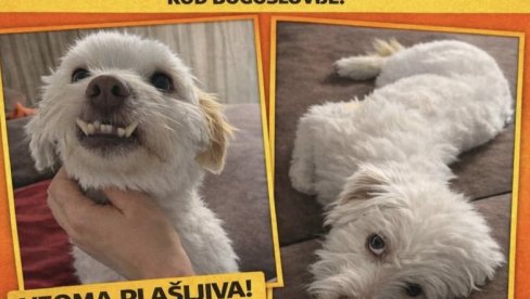 ZA LUMI NUDE 1.000 EVRA: Nestao pas u centru, vlasnica mezimca onome ko ga bude pronašao obezbeđuje vrednu novčanu nagradu