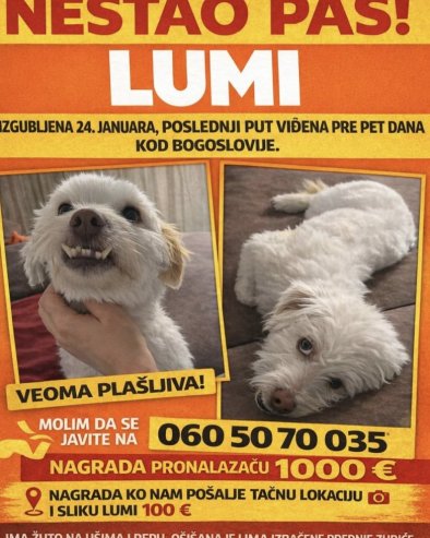 ЗА ЛУМИ НУДЕ 1.000 ЕВРА: Нестао пас у центру, власница мезимца ономе ко га буде пронашао обезбеђује вредну новчану награду