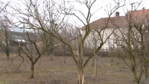 BRIGA O VOĆU ZIMI: Kako sačuvati voćnjak od glodara u zimskom periodu